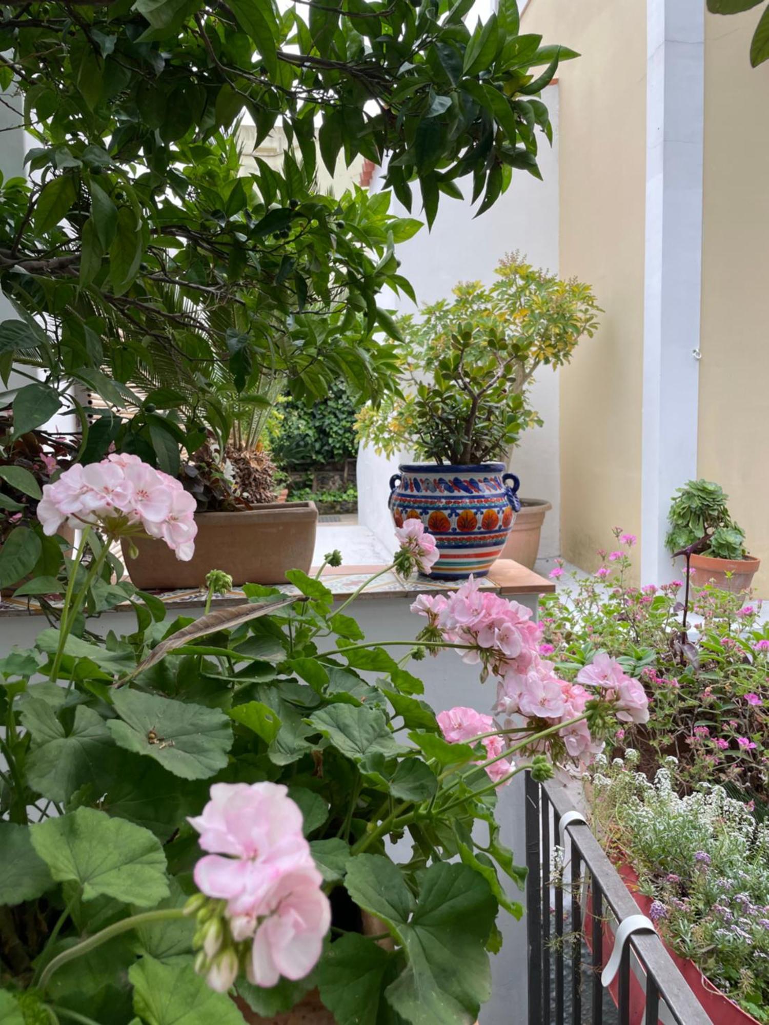 Appartamenti Villa Maria Ischia Bagian luar foto